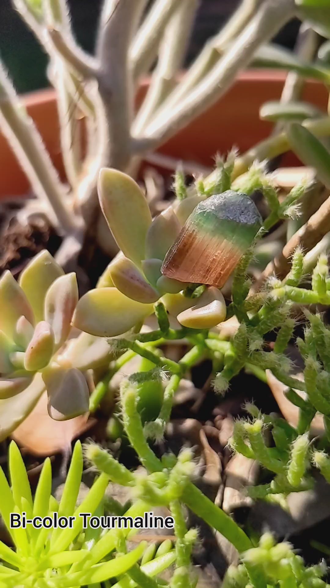 Bi-Color Tourmaline - 16.41ct - Hand Select Gem Rough - prettyrock.com