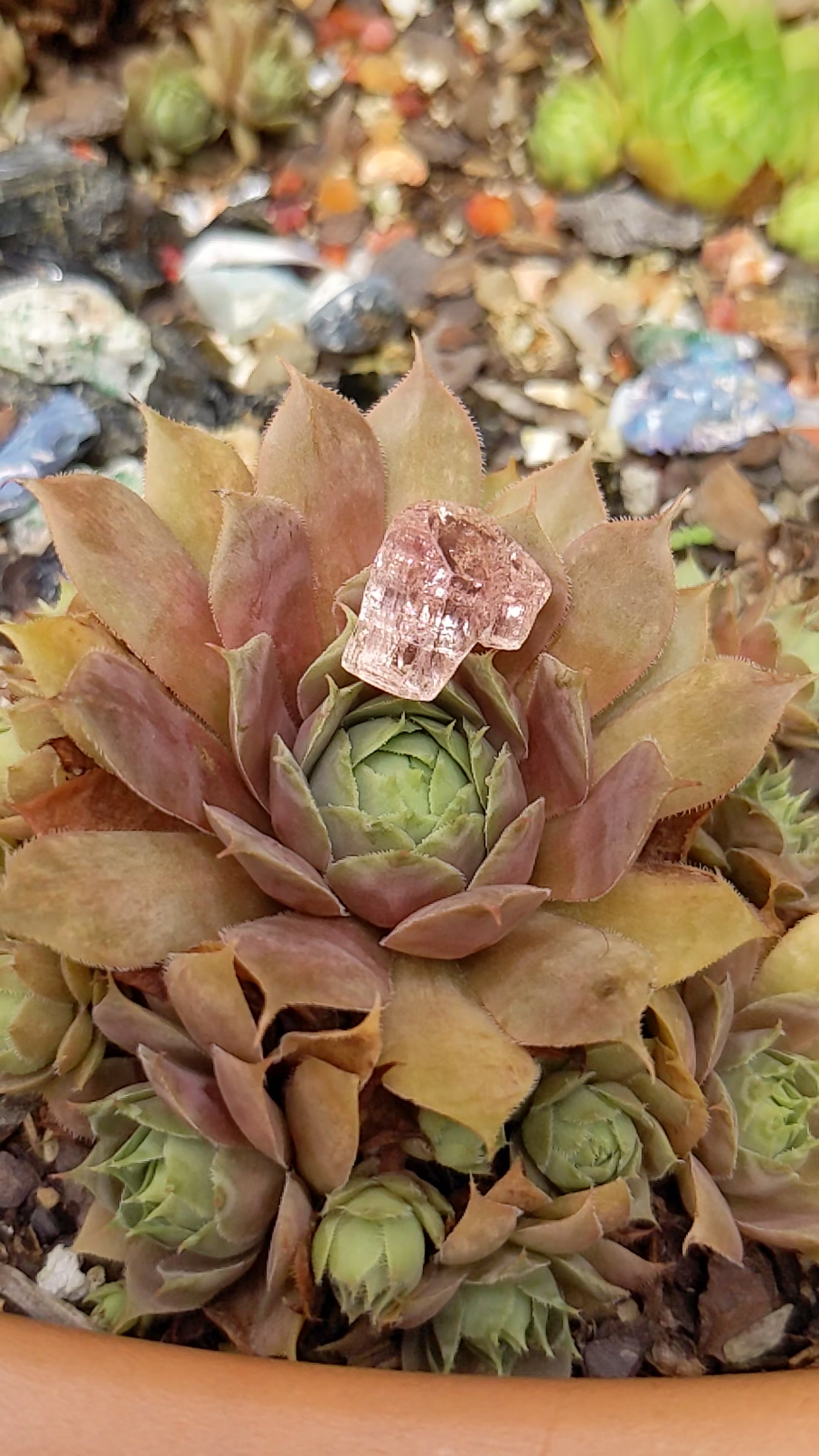 Pink Topaz - 17.74ct - Hand Select Gem Rough - prettyrock.com