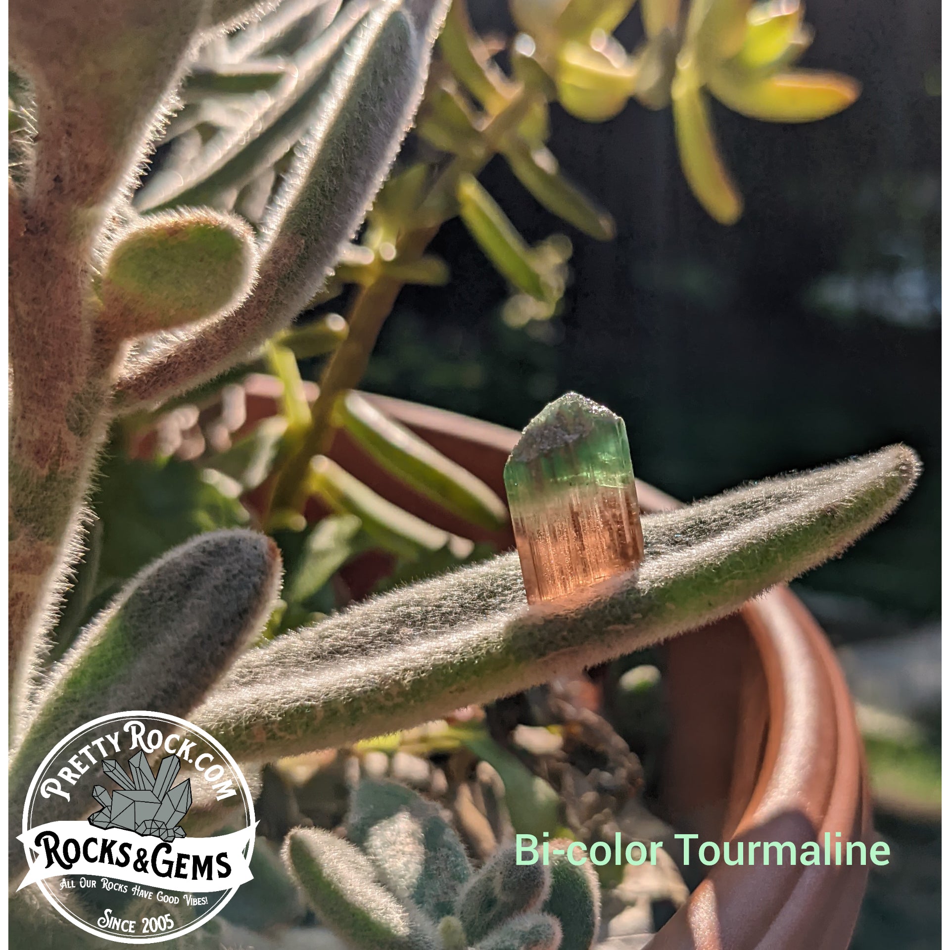 Bi-Color Tourmaline - 16.41ct - Hand Select Gem Rough - prettyrock.com