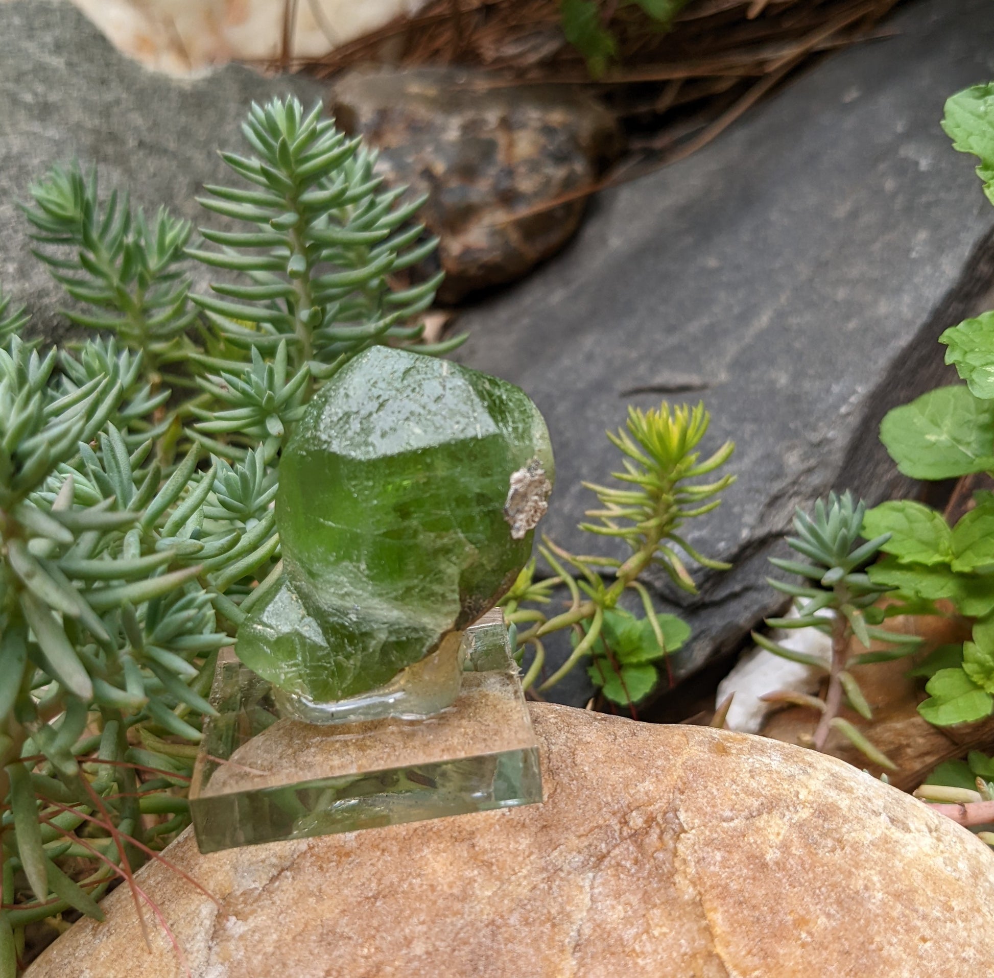 Peridot - 160ct - Hand Select Gem Rough - prettyrock.com