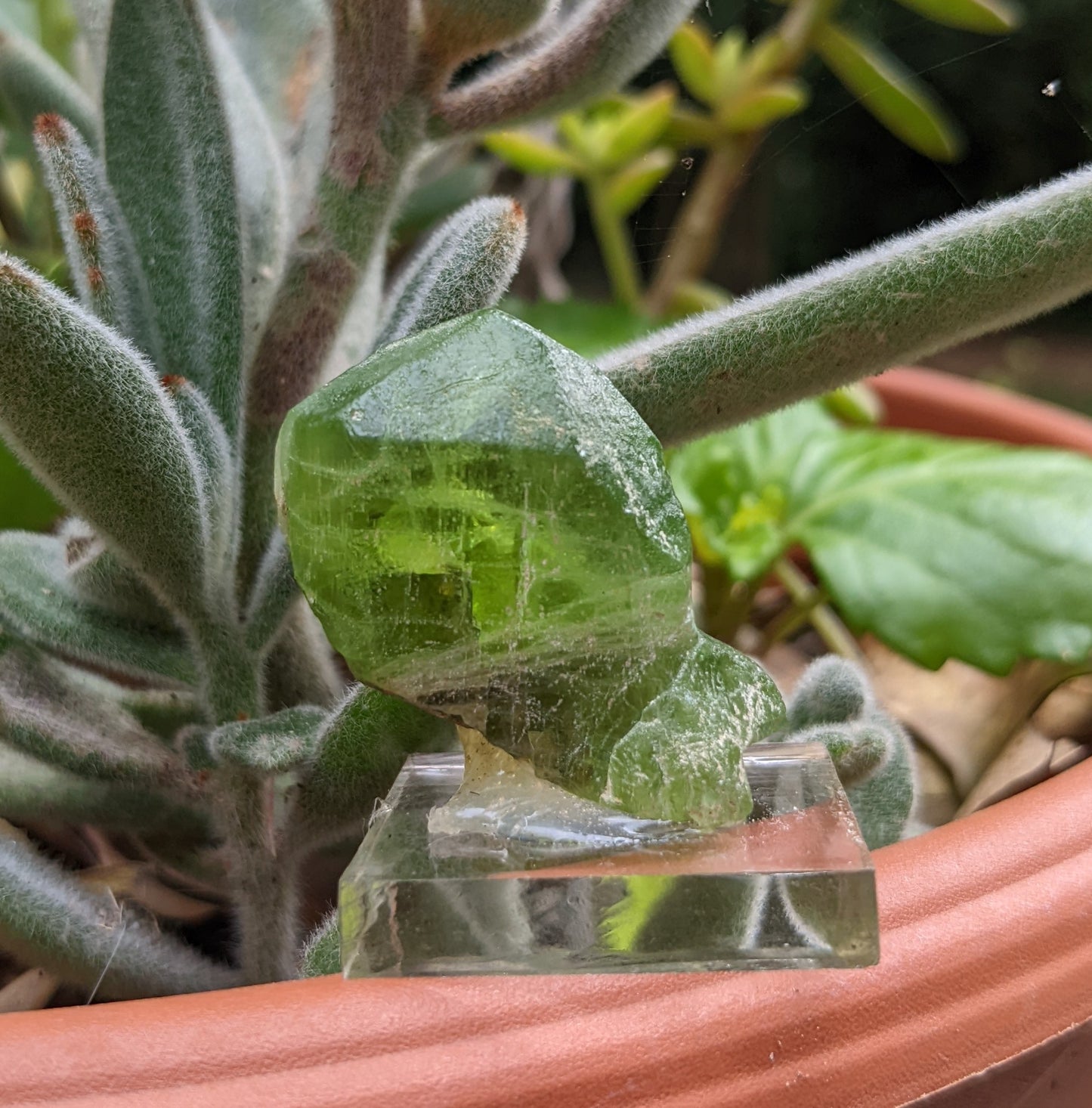 Peridot - 160ct - Hand Select Gem Rough - prettyrock.com