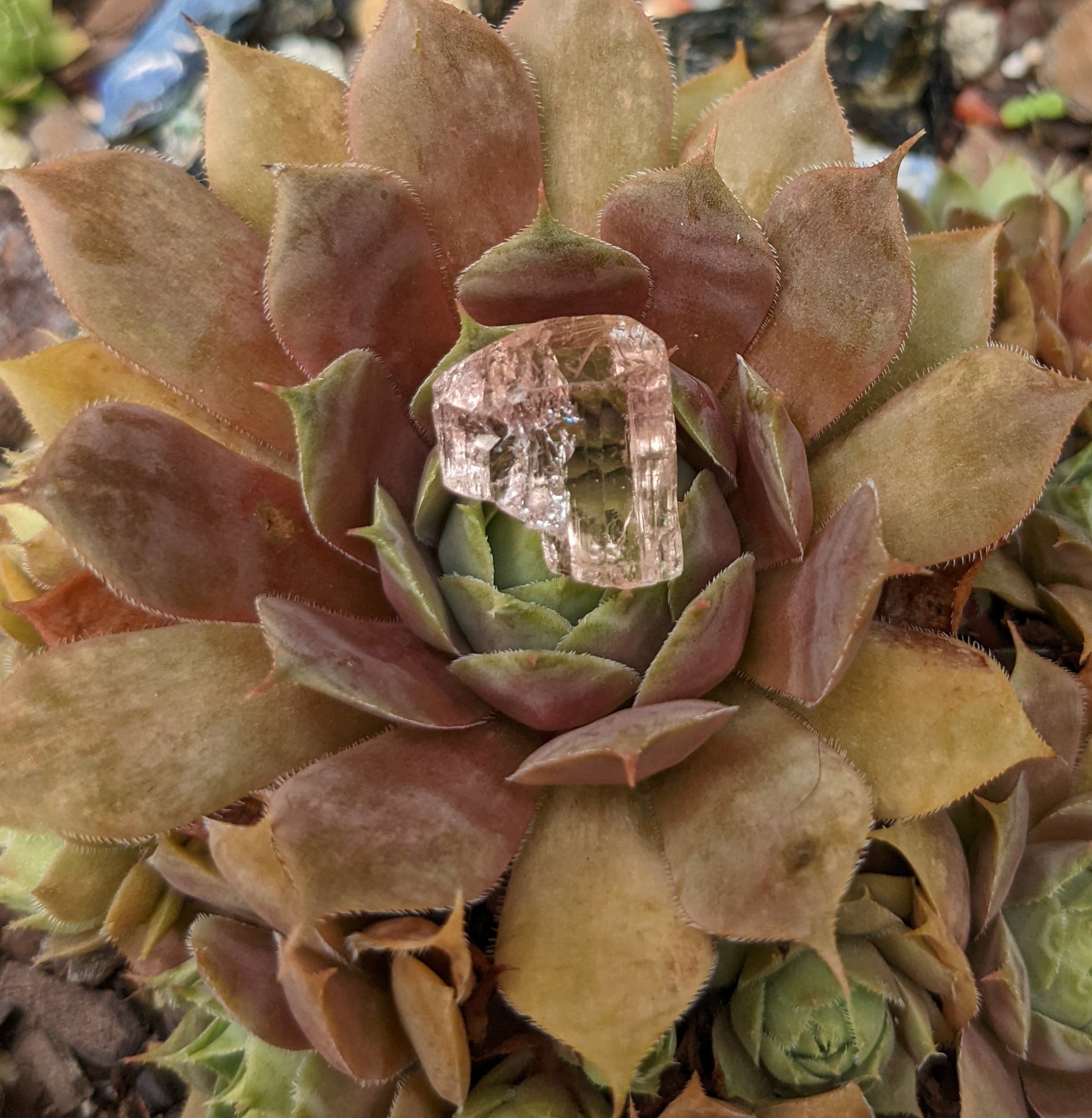 Pink Topaz - 17.74ct - Hand Select Gem Rough - prettyrock.com