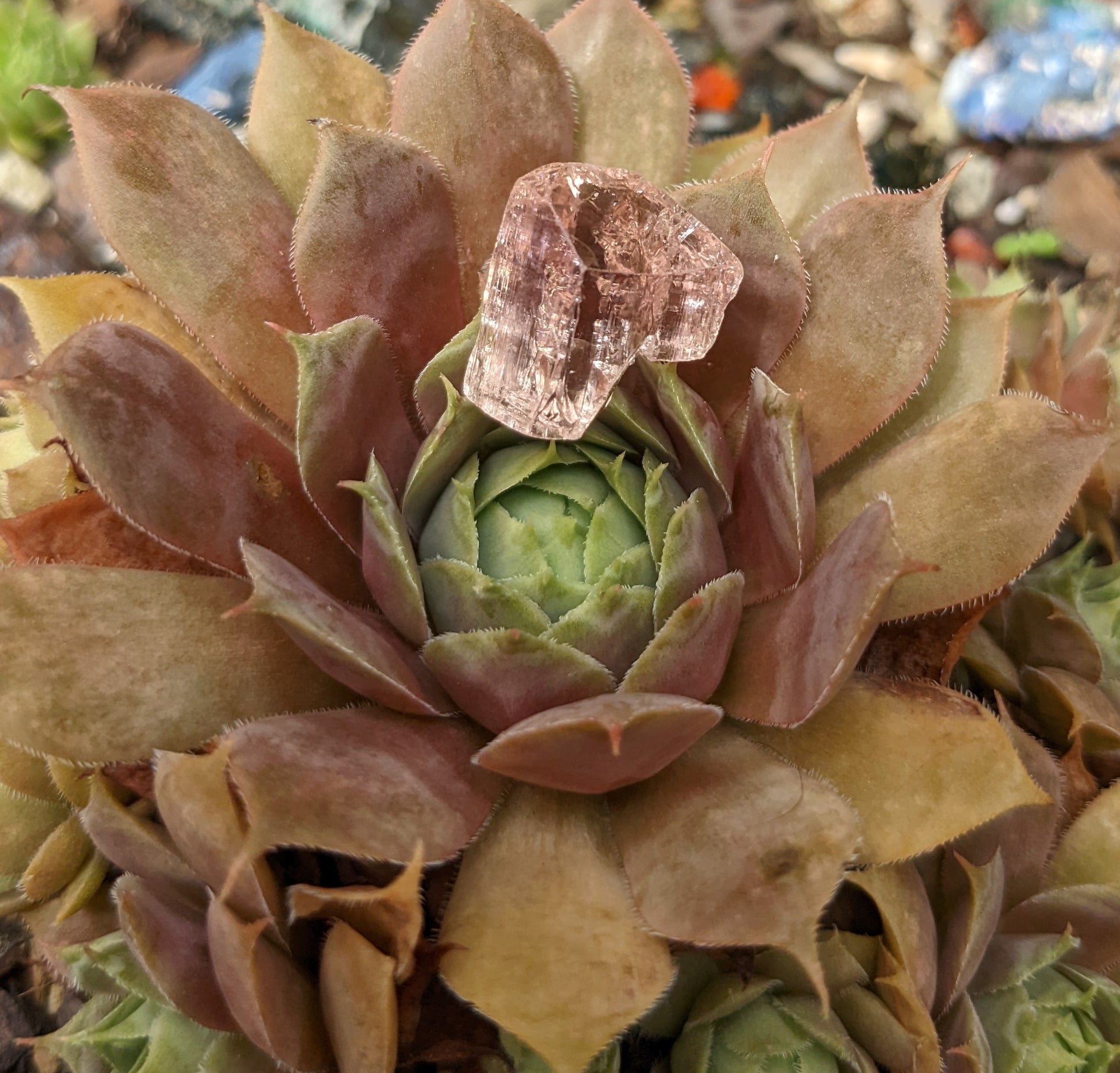 Pink Topaz - 17.74ct - Hand Select Gem Rough - prettyrock.com