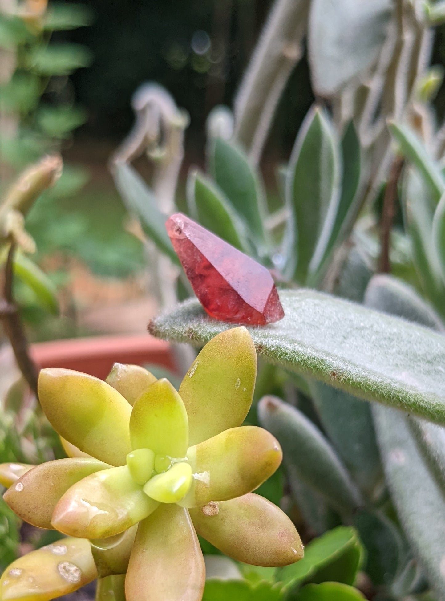 Rhodochrosite - 12.33ct - Hand Select Gem Rough - prettyrock.com
