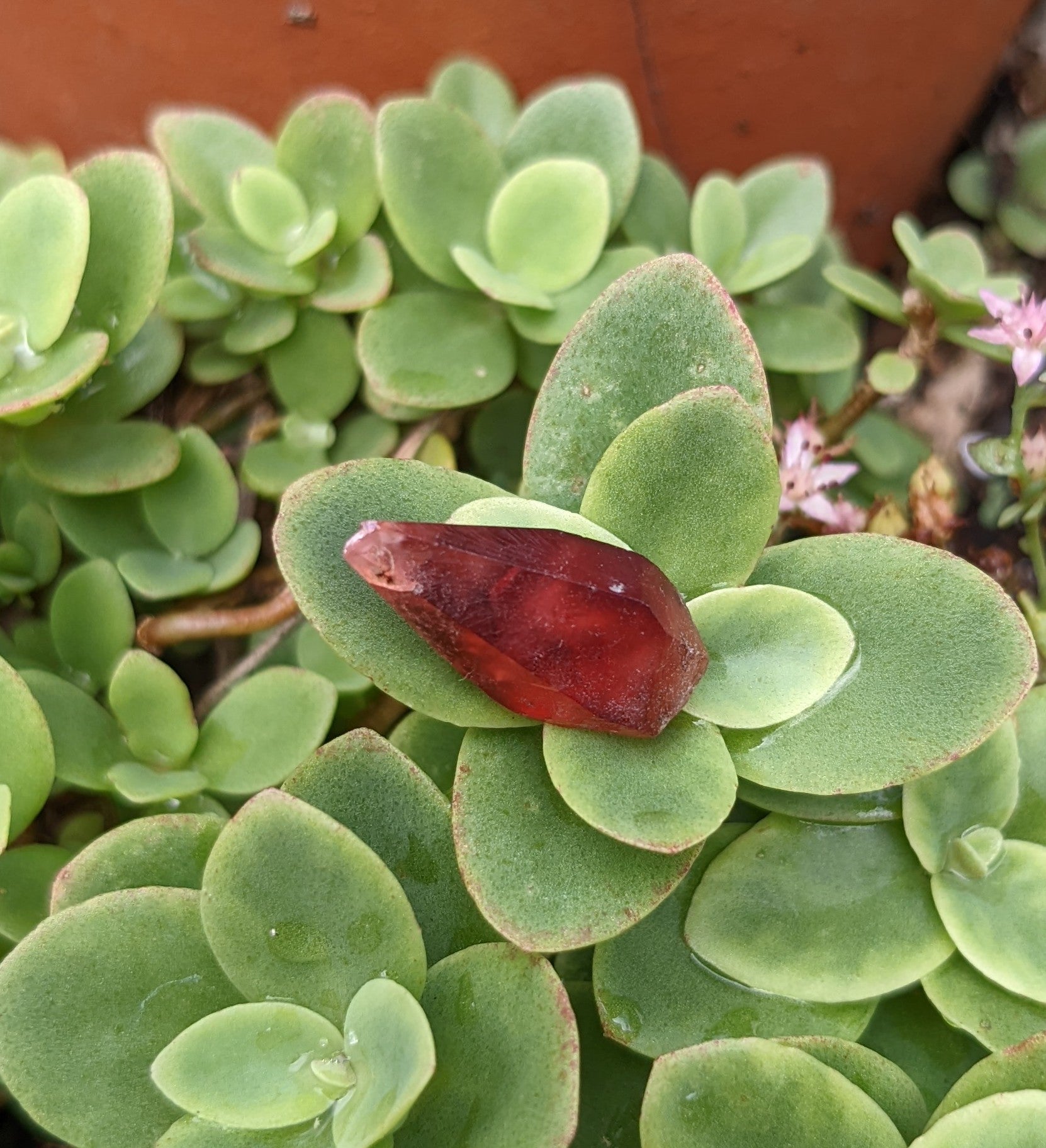 Rhodochrosite - 12.33ct - Hand Select Gem Rough - prettyrock.com