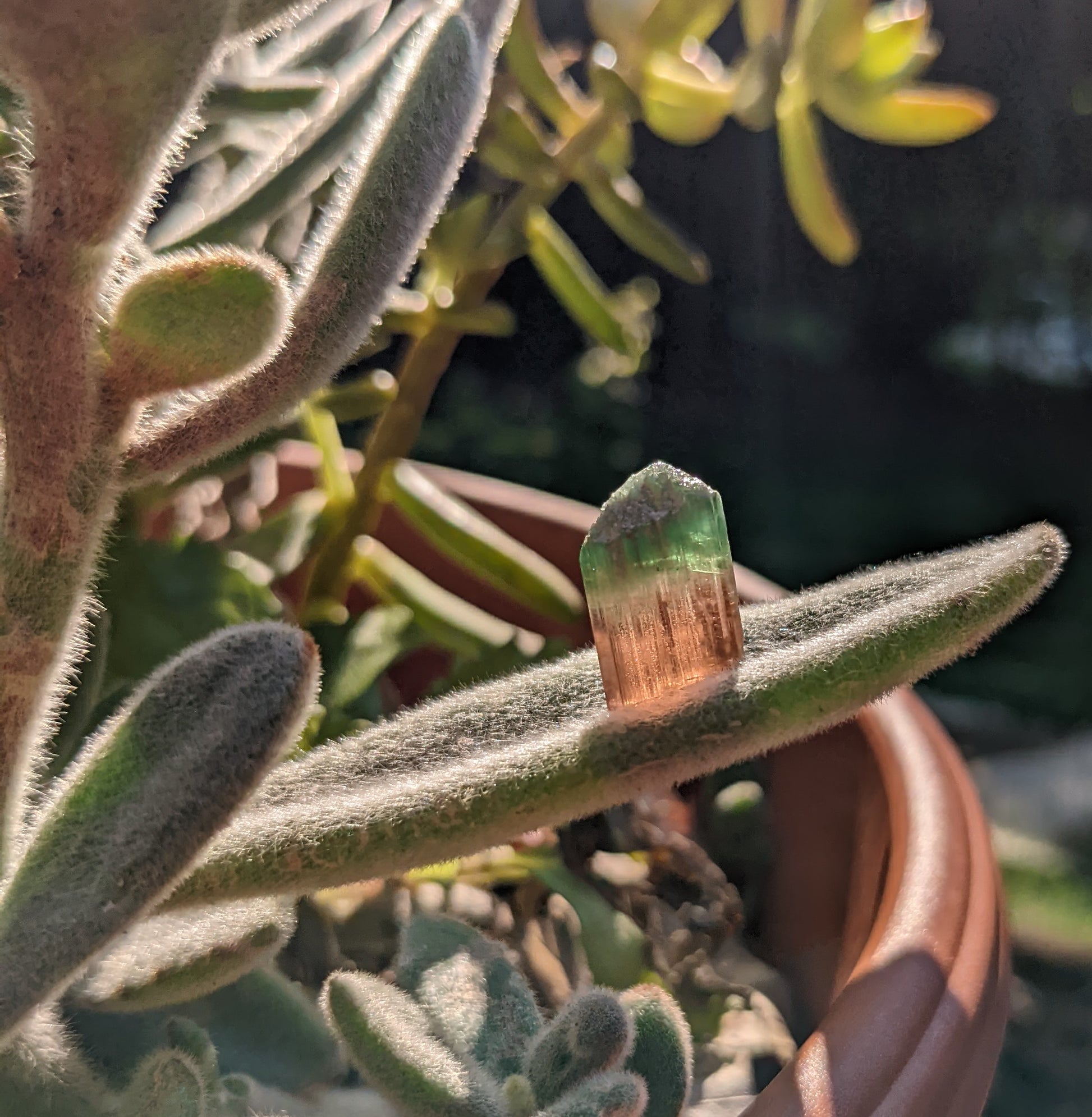 Bi-Color Tourmaline - 16.41ct - Hand Select Gem Rough - prettyrock.com