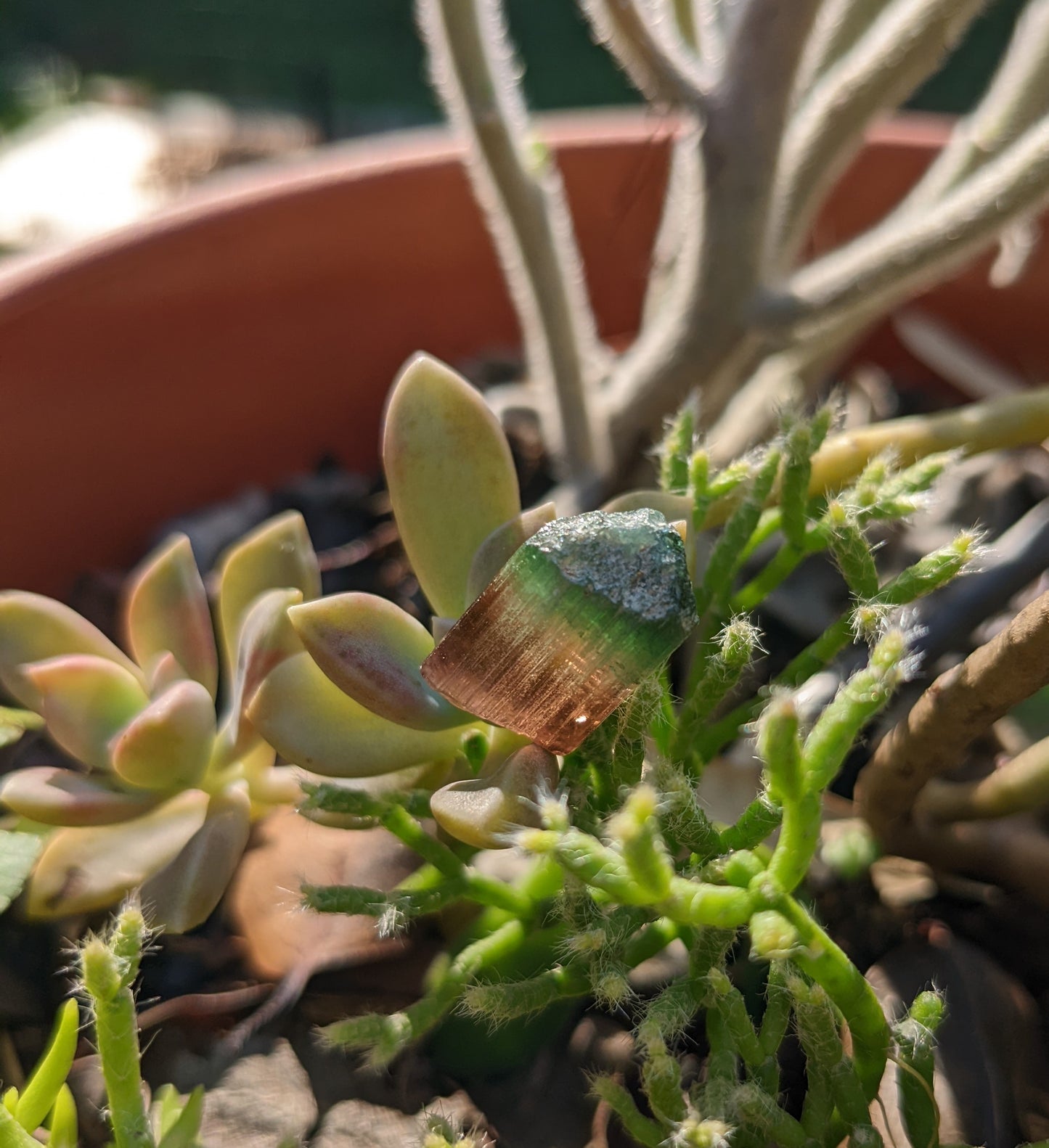 Bi-Color Tourmaline - 16.41ct - Hand Select Gem Rough - prettyrock.com