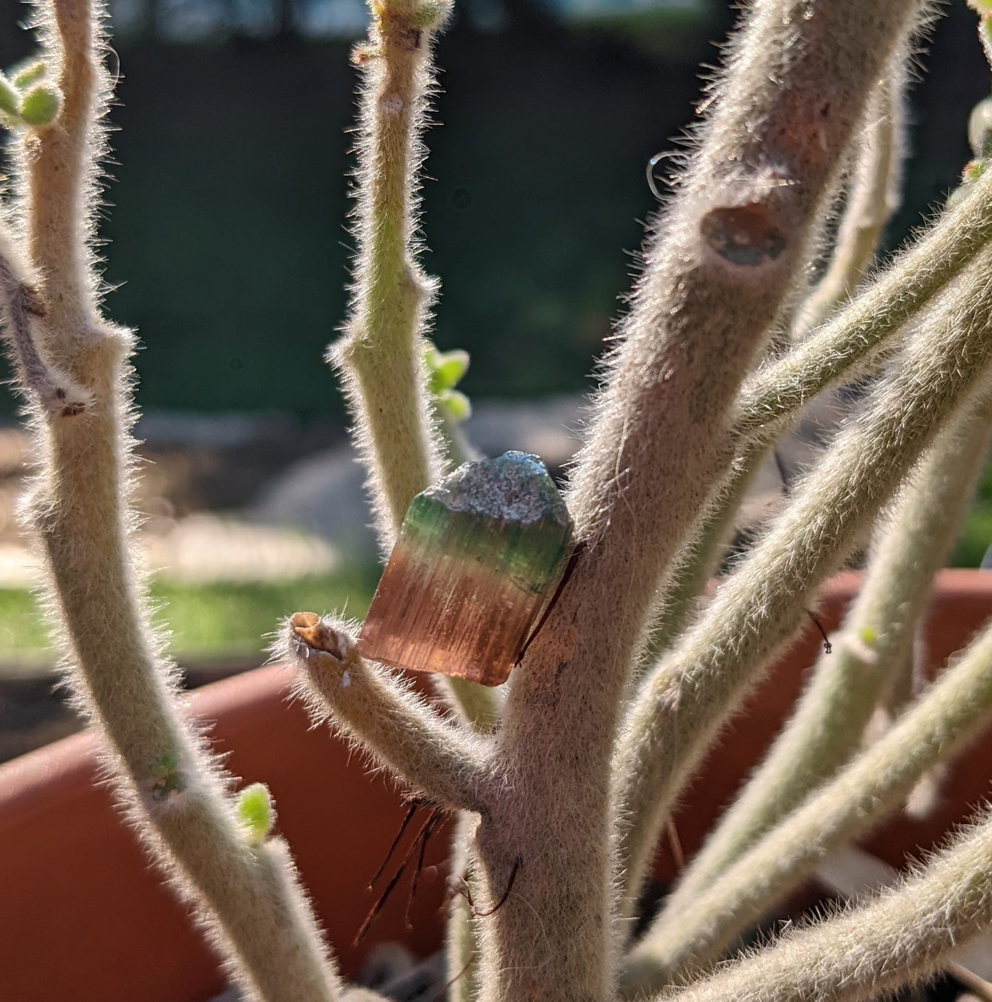 Bi-Color Tourmaline - 16.41ct - Hand Select Gem Rough - prettyrock.com