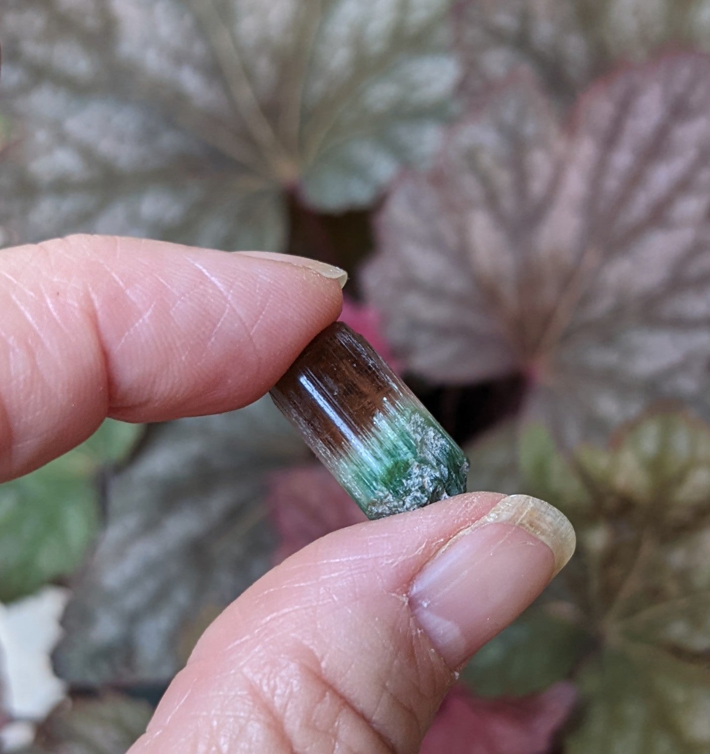 Bi-Color Tourmaline - 16.41ct - Hand Select Gem Rough - prettyrock.com