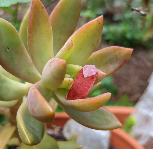 Rhodochrosite - 10.04ct - Hand Select Gem Rough - prettyrock.com