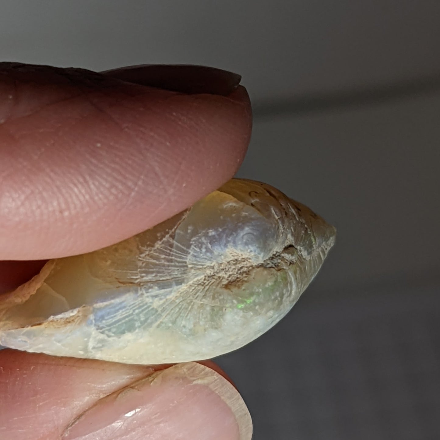 clam opal - 30ct - Hand Select Gem Rough - prettyrock.com