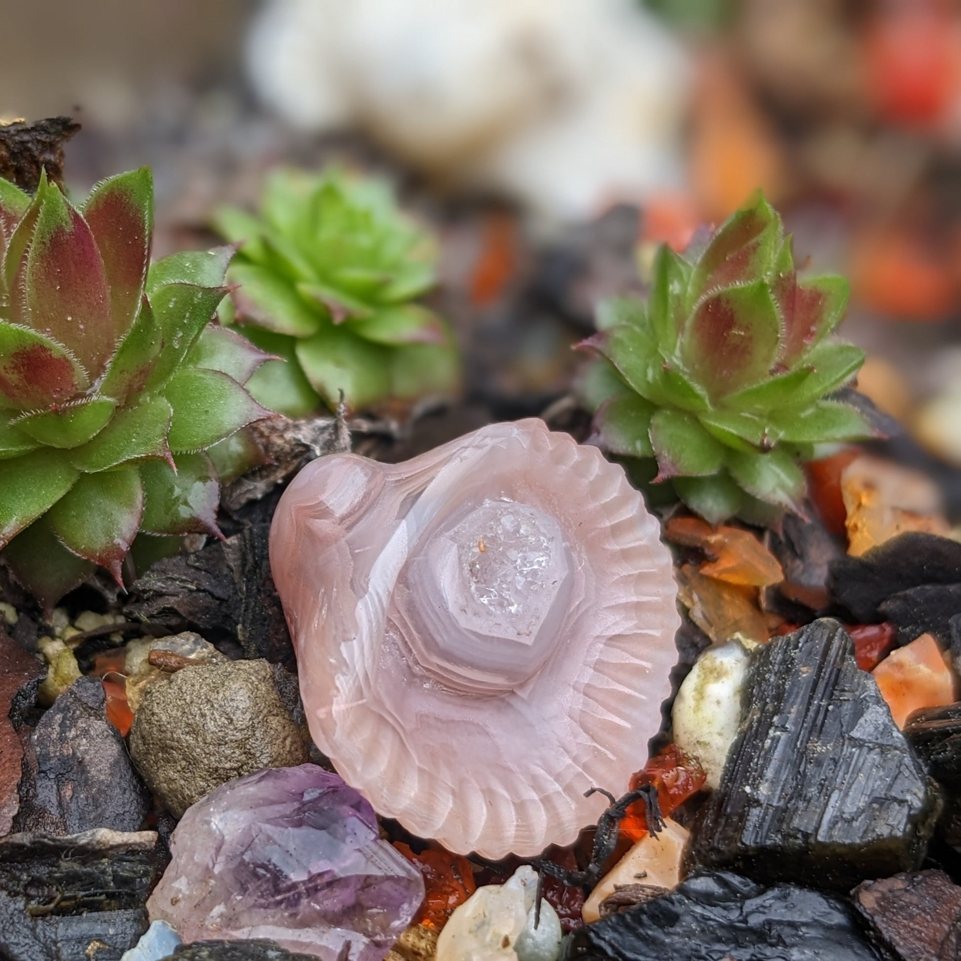 Agate Sea Shell - Hand Carved  by Elizabeth McRorie - prettyrock.com