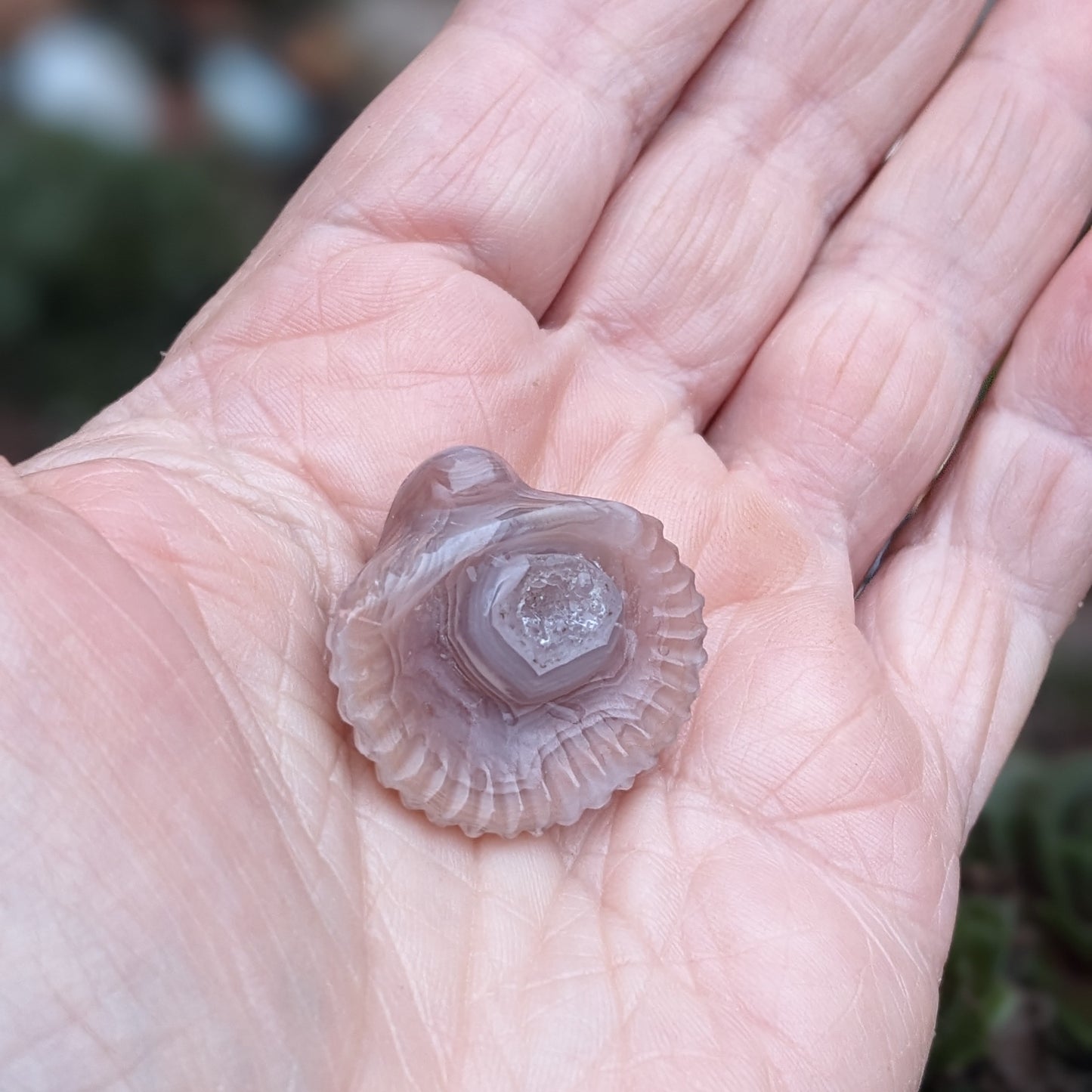 Agate Sea Shell - Hand Carved by Elizabeth McRorie - prettyrock.com
