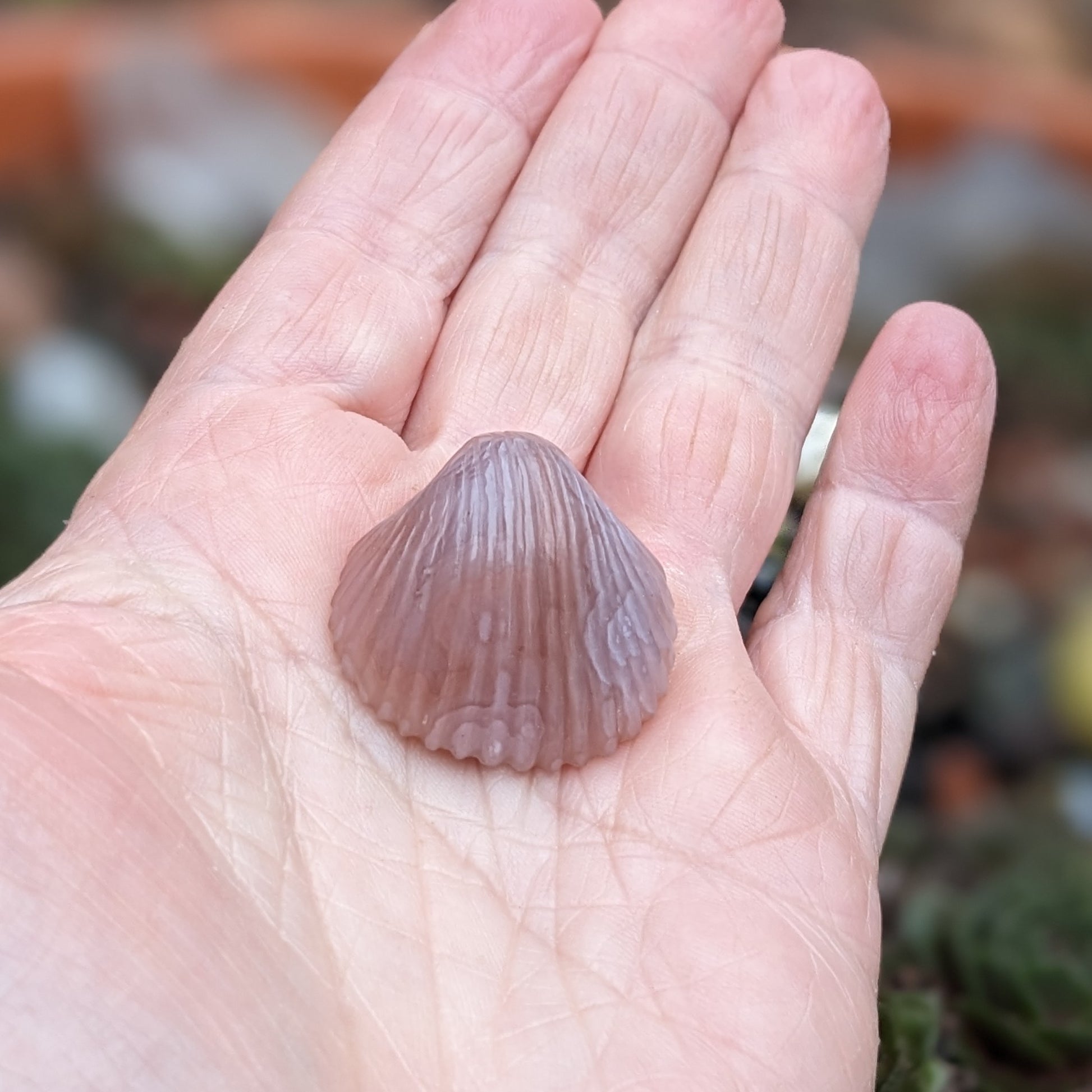 Agate Sea Shell - Hand Carved  by Elizabeth McRorie - prettyrock.com