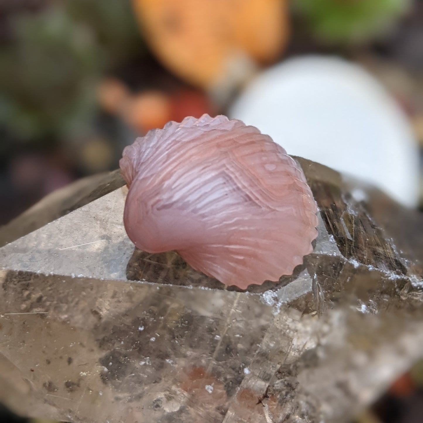 Agate Sea Shell - Hand Carved  by Elizabeth McRorie - prettyrock.com