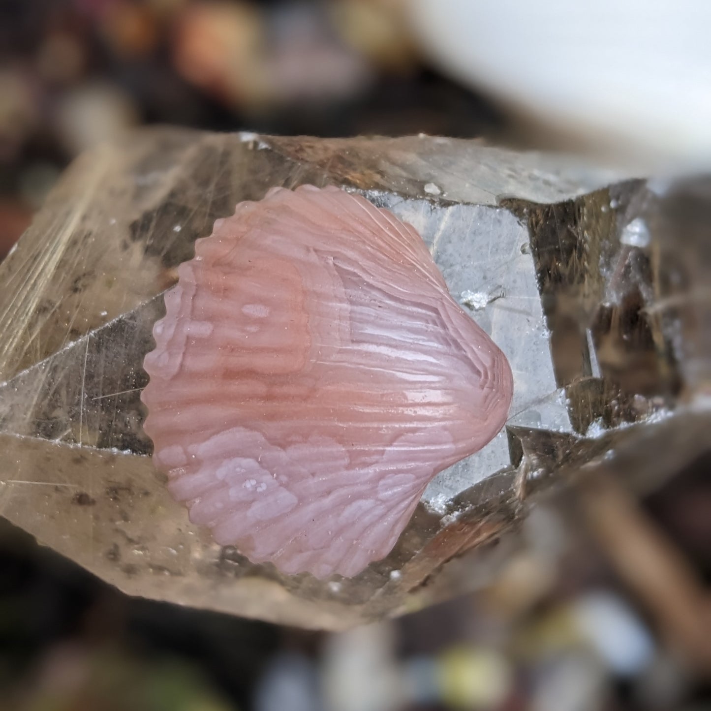 Agate Sea Shell - Hand Carved by Elizabeth McRorie - prettyrock.com