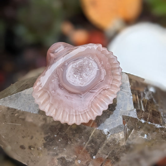 Agate Sea Shell - Hand Carved  by Elizabeth McRorie - prettyrock.com