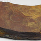 Boulder Opal - 218ct - Hand Select Gem Rough - prettyrock.com