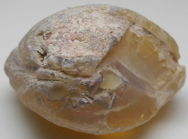 Clam Opal - 61.3ct - Hand Select Gem Rough - prettyrock.com