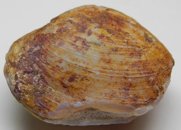 Clam Opal - 33.94ct - Hand Select Gem Rough - prettyrock.com