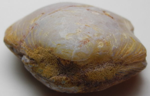 Clam Opal - 33.94ct - Hand Select Gem Rough - prettyrock.com