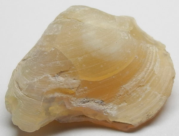 clam opal - 30ct - Hand Select Gem Rough - prettyrock.com