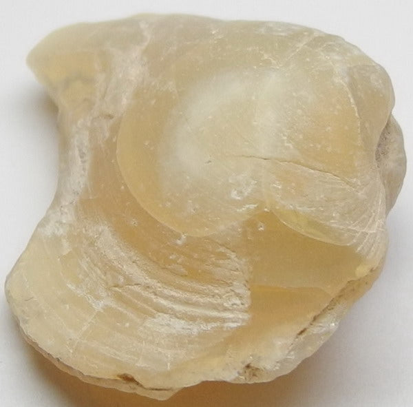 clam opal - 30ct - Hand Select Gem Rough - prettyrock.com