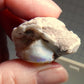 Clam Shell Opal - 55.08ct - Hand Select Gem Rough - prettyrock.com