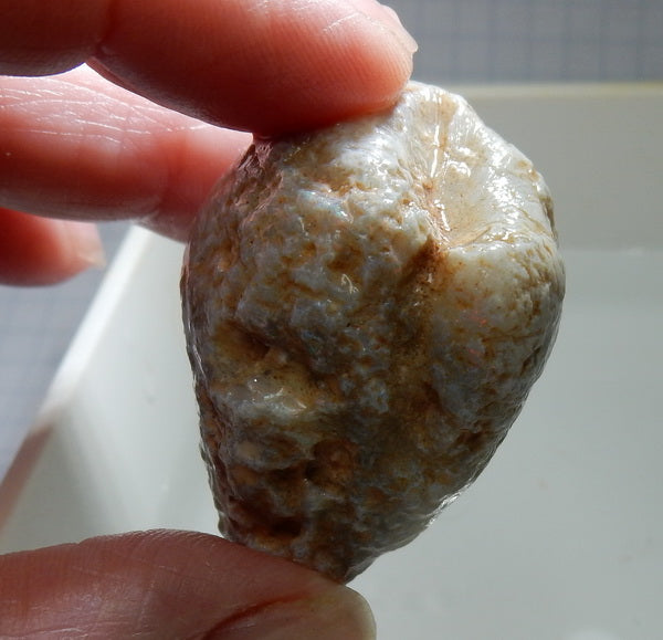 Clam Shell Opal - 141ct - Hand Select Gem Rough - prettyrock.com