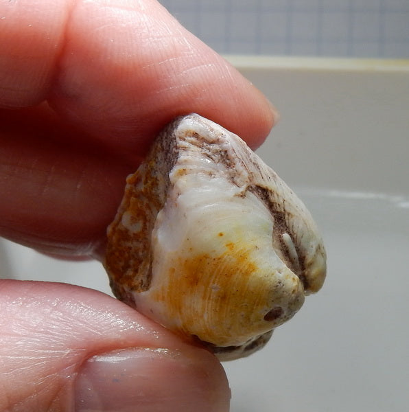 Clam Shell Opal - 34.18ct - Hand Select Gem Rough - prettyrock.com