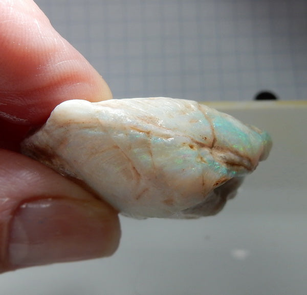 Clam Shell Opal - 67.79ct - Hand Select Gem Rough - prettyrock.com