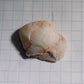 Clam Shell Opal - 34.94ct - Hand Select Gem Rough - prettyrock.com