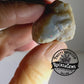 Clam Shell Opal - 94.1ct - Hand Select Gem Rough