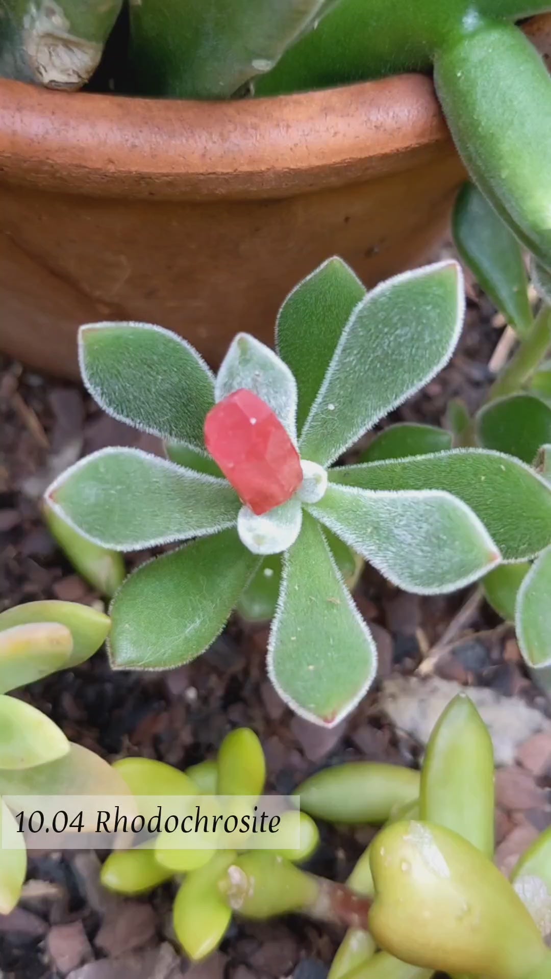 Rhodochrosite - 10.04ct - Hand Select Gem Rough - prettyrock.com