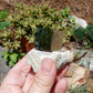 Pyrite - Mineral Specimen - 393.5 ct - prettyrock.com