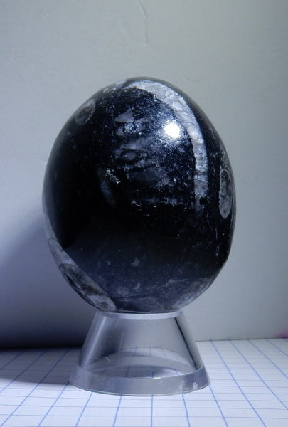 Orthoceras Egg - prettyrock.com