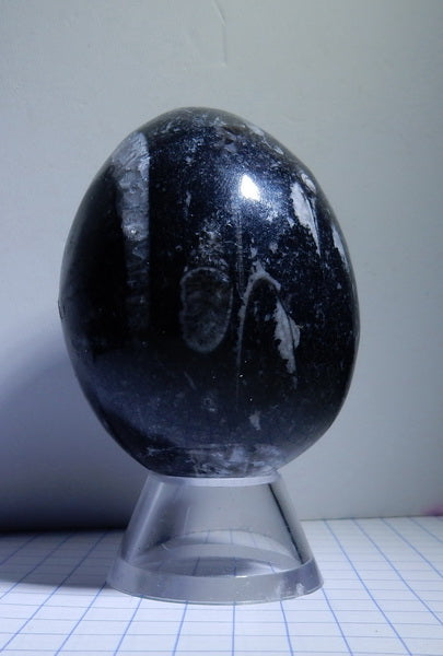 Orthoceras Egg - prettyrock.com