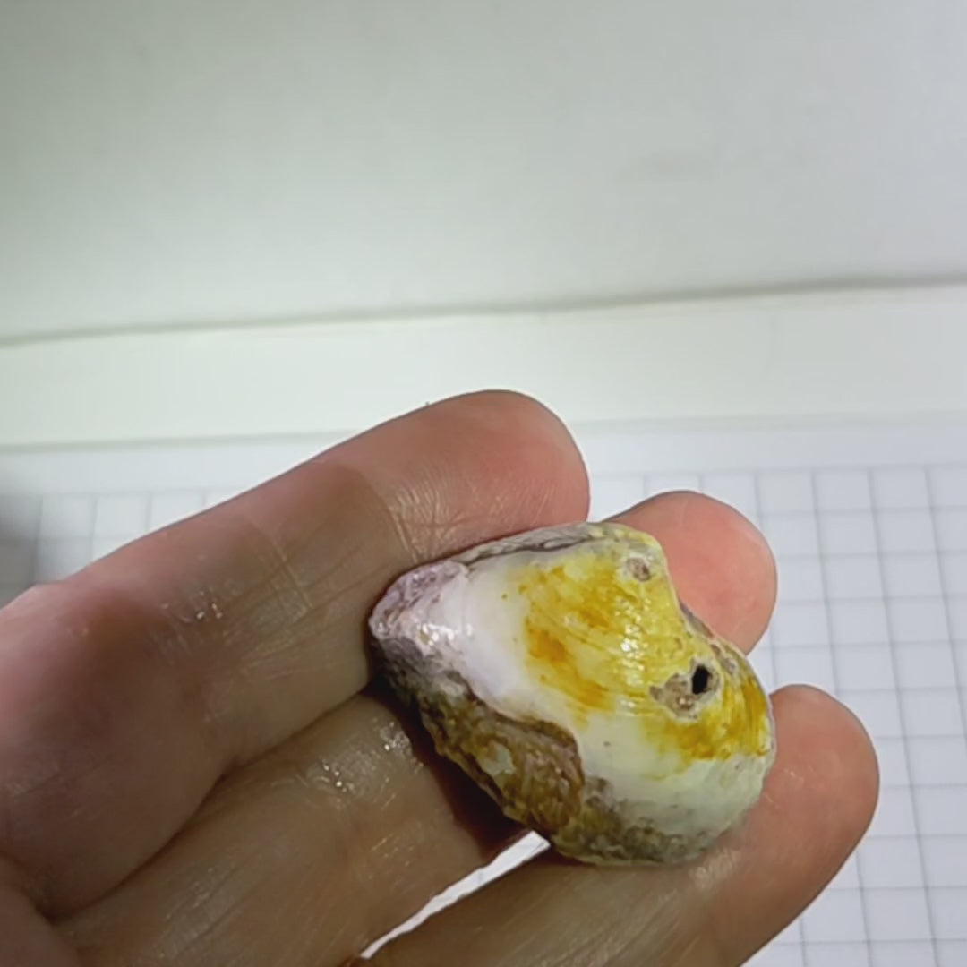 Clam Shell Opal - 34.18ct - Hand Select Gem Rough – prettyrockcom