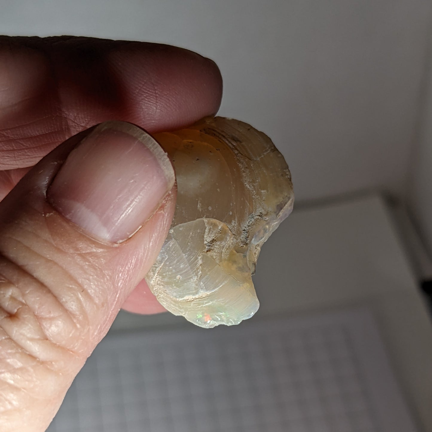 clam opal - 30ct - Hand Select Gem Rough - prettyrock.com