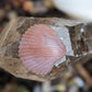 Agate Sea Shell - Hand Carved  by Elizabeth McRorie - prettyrock.com