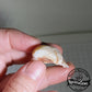 Clam Shell Opal - 34.18ct - Hand Select Gem Rough