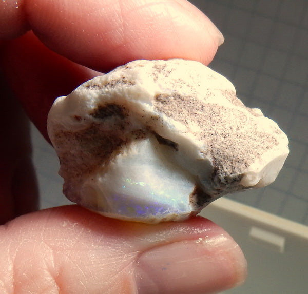 Clam Shell Opal - 55.08ct - Hand Select Gem Rough - prettyrock.com
