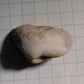 Clam Shell Opal - 34.18ct - Hand Select Gem Rough - prettyrock.com