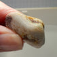 Clam Shell Opal - 34.18ct - Hand Select Gem Rough - prettyrock.com