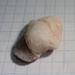 Clam Shell Opal - 34.94ct - Hand Select Gem Rough - prettyrock.com
